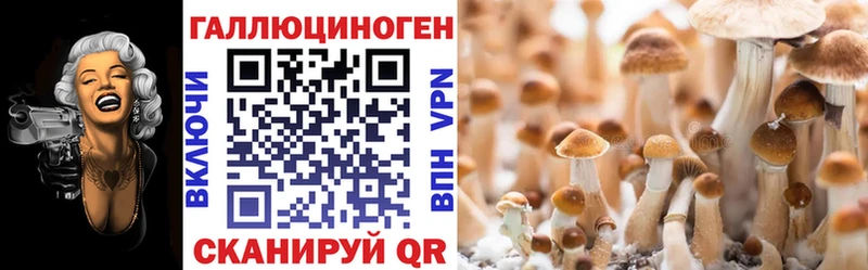 Галлюциногенные грибы Psilocybe  как найти   Беломорск 